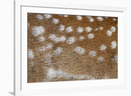 Fallow Deer (Dama dama) adult, close-up of coat, Suffolk, England-Bill Coster-Framed Photographic Print