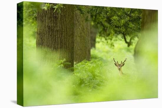 Fallow Deer (Dama Dama) Amongst Bracken in Oak Woodland, Cheshire, UK-Ben Hall-Stretched Canvas