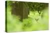 Fallow Deer (Dama Dama) Amongst Bracken in Oak Woodland, Cheshire, UK-Ben Hall-Stretched Canvas