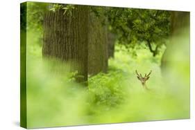 Fallow Deer (Dama Dama) Amongst Bracken in Oak Woodland, Cheshire, UK-Ben Hall-Stretched Canvas