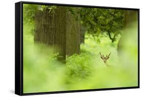 Fallow Deer (Dama Dama) Amongst Bracken in Oak Woodland, Cheshire, UK-Ben Hall-Framed Stretched Canvas