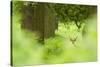 Fallow Deer (Dama Dama) Amongst Bracken in Oak Woodland, Cheshire, UK-Ben Hall-Stretched Canvas