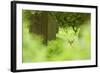 Fallow Deer (Dama Dama) Amongst Bracken in Oak Woodland, Cheshire, UK-Ben Hall-Framed Photographic Print