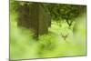 Fallow Deer (Dama Dama) Amongst Bracken in Oak Woodland, Cheshire, UK-Ben Hall-Mounted Photographic Print