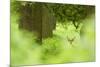 Fallow Deer (Dama Dama) Amongst Bracken in Oak Woodland, Cheshire, UK-Ben Hall-Mounted Photographic Print