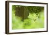 Fallow Deer (Dama Dama) Amongst Bracken in Oak Woodland, Cheshire, UK-Ben Hall-Framed Photographic Print