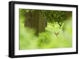 Fallow Deer (Dama Dama) Amongst Bracken in Oak Woodland, Cheshire, UK-Ben Hall-Framed Photographic Print