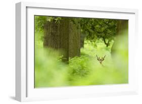 Fallow Deer (Dama Dama) Amongst Bracken in Oak Woodland, Cheshire, UK-Ben Hall-Framed Photographic Print