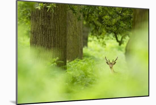 Fallow Deer (Dama Dama) Amongst Bracken in Oak Woodland, Cheshire, UK-Ben Hall-Mounted Photographic Print