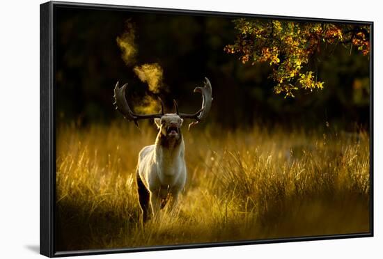 Fallow Deer (Dama Dama) Buck Bellowing At Dawn During The Rut, Cheshire, UK, October-Ben Hall-Framed Photographic Print