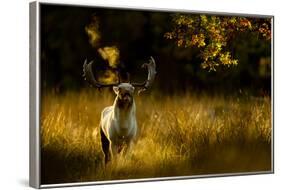 Fallow Deer (Dama Dama) Buck Bellowing At Dawn During The Rut, Cheshire, UK, October-Ben Hall-Framed Photographic Print