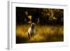 Fallow Deer (Dama Dama) Buck Bellowing At Dawn During The Rut, Cheshire, UK, October-Ben Hall-Framed Photographic Print