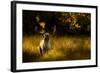 Fallow Deer (Dama Dama) Buck Bellowing At Dawn During The Rut, Cheshire, UK, October-Ben Hall-Framed Photographic Print