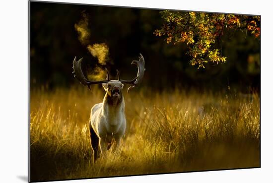 Fallow Deer (Dama Dama) Buck Bellowing At Dawn During The Rut, Cheshire, UK, October-Ben Hall-Mounted Photographic Print