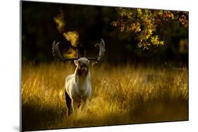 Fallow Deer (Dama Dama) Buck Bellowing At Dawn During The Rut, Cheshire, UK, October-Ben Hall-Mounted Photographic Print