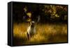 Fallow Deer (Dama Dama) Buck Bellowing At Dawn During The Rut, Cheshire, UK, October-Ben Hall-Framed Stretched Canvas