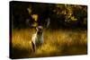 Fallow Deer (Dama Dama) Buck Bellowing At Dawn During The Rut, Cheshire, UK, October-Ben Hall-Stretched Canvas