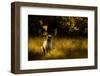 Fallow Deer (Dama Dama) Buck Bellowing At Dawn During The Rut, Cheshire, UK, October-Ben Hall-Framed Photographic Print