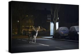 Fallow Deer (Dama Dama) Buck Crossing Road in Front of Bus Stop. London, UK. January-Sam Hobson-Stretched Canvas