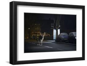 Fallow Deer (Dama Dama) Buck Crossing Road in Front of Bus Stop. London, UK. January-Sam Hobson-Framed Photographic Print