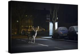 Fallow Deer (Dama Dama) Buck Crossing Road in Front of Bus Stop. London, UK. January-Sam Hobson-Stretched Canvas