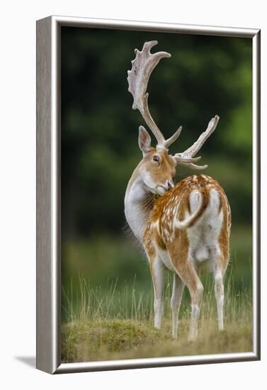 Fallow Deer (Dama Dama) Buck Grooming, Antlers In Velvet. North Island, New Zealand-Andy Trowbridge-Framed Photographic Print