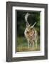 Fallow Deer (Dama Dama) Buck Grooming, Antlers In Velvet. North Island, New Zealand-Andy Trowbridge-Framed Photographic Print