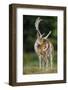 Fallow Deer (Dama Dama) Buck Grooming, Antlers In Velvet. North Island, New Zealand-Andy Trowbridge-Framed Photographic Print