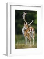 Fallow Deer (Dama Dama) Buck Grooming, Antlers In Velvet. North Island, New Zealand-Andy Trowbridge-Framed Photographic Print