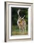 Fallow Deer (Dama Dama) Buck Grooming, Antlers In Velvet. North Island, New Zealand-Andy Trowbridge-Framed Photographic Print