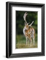 Fallow Deer (Dama Dama) Buck Grooming, Antlers In Velvet. North Island, New Zealand-Andy Trowbridge-Framed Photographic Print