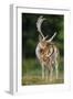 Fallow Deer (Dama Dama) Buck Grooming, Antlers In Velvet. North Island, New Zealand-Andy Trowbridge-Framed Photographic Print