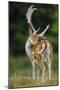 Fallow Deer (Dama Dama) Buck Grooming, Antlers In Velvet. North Island, New Zealand-Andy Trowbridge-Mounted Photographic Print