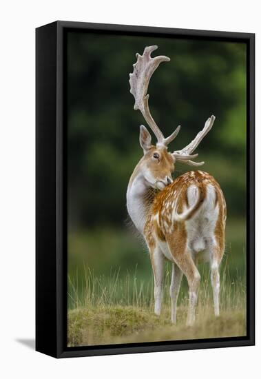 Fallow Deer (Dama Dama) Buck Grooming, Antlers In Velvet. North Island, New Zealand-Andy Trowbridge-Framed Stretched Canvas