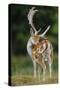 Fallow Deer (Dama Dama) Buck Grooming, Antlers In Velvet. North Island, New Zealand-Andy Trowbridge-Stretched Canvas