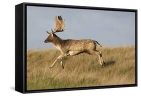 Fallow Deer (Dama Dama) Buck Running, Klampenborg Dyrehaven, Denmark, October 2008-Möllers-Framed Stretched Canvas