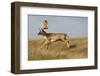 Fallow Deer (Dama Dama) Buck Running, Klampenborg Dyrehaven, Denmark, October 2008-Möllers-Framed Photographic Print