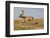 Fallow Deer (Dama Dama) Buck Running, Klampenborg Dyrehaven, Denmark, October 2008-Möllers-Framed Photographic Print