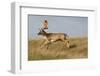 Fallow Deer (Dama Dama) Buck Running, Klampenborg Dyrehaven, Denmark, October 2008-Möllers-Framed Photographic Print