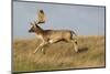 Fallow Deer (Dama Dama) Buck Running, Klampenborg Dyrehaven, Denmark, October 2008-Möllers-Mounted Photographic Print