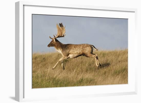 Fallow Deer (Dama Dama) Buck Running, Klampenborg Dyrehaven, Denmark, October 2008-Möllers-Framed Photographic Print