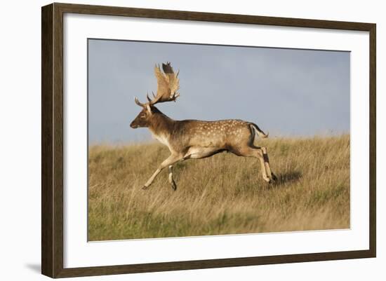 Fallow Deer (Dama Dama) Buck Running, Klampenborg Dyrehaven, Denmark, October 2008-Möllers-Framed Photographic Print