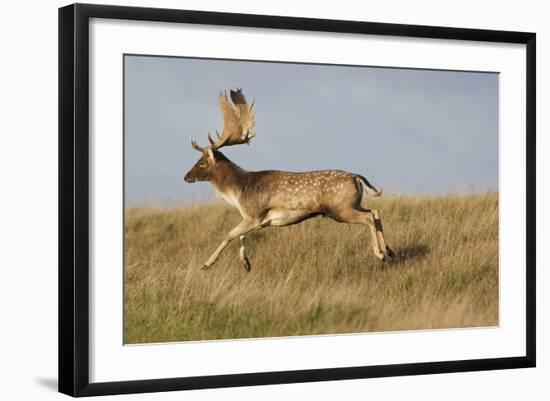 Fallow Deer (Dama Dama) Buck Running, Klampenborg Dyrehaven, Denmark, October 2008-Möllers-Framed Photographic Print