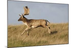 Fallow Deer (Dama Dama) Buck Running, Klampenborg Dyrehaven, Denmark, October 2008-Möllers-Mounted Photographic Print