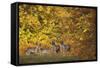 Fallow Deer (Dama Dama) Bucks and Does in Front of Beech Trees in Full Autumn Colour, Denmark-Möllers-Framed Stretched Canvas