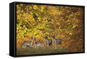 Fallow Deer (Dama Dama) Bucks and Does in Front of Beech Trees in Full Autumn Colour, Denmark-Möllers-Framed Stretched Canvas