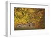 Fallow Deer (Dama Dama) Bucks and Does in Front of Beech Trees in Full Autumn Colour, Denmark-Möllers-Framed Photographic Print