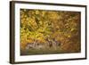 Fallow Deer (Dama Dama) Bucks and Does in Front of Beech Trees in Full Autumn Colour, Denmark-Möllers-Framed Photographic Print