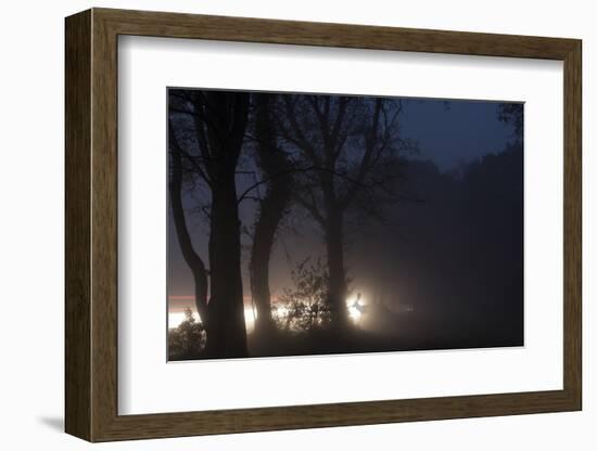 Fallow Deer (Dama Dama) Crossing Rural Road Through Berkhamsted Common at Dusk-Ernie Janes-Framed Photographic Print