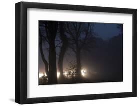 Fallow Deer (Dama Dama) Crossing Rural Road Through Berkhamsted Common at Dusk-Ernie Janes-Framed Photographic Print